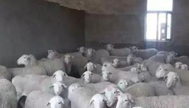 种用母羊的饲养管理技术要点（种公羊的饲养管理技术要点）