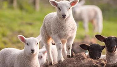 六项措施可提高肉羊繁殖力 肉羊营养需要与精准饲养技术