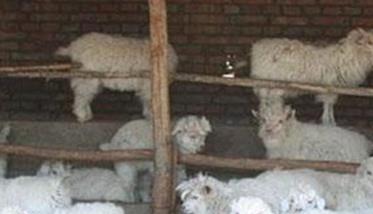 羔羊缺奶补饲的方法与技窍 缺奶羊羔怎样调理