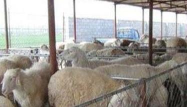 养殖杂交肉羊的优势和效益在哪里（肉羊经济杂交）