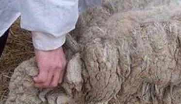 羊的东毕吸虫病的诊断要点是什么 羊吸虫是什么虫