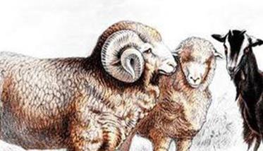 羊棘球蚴病 羊棘球蚴病防治技术规范