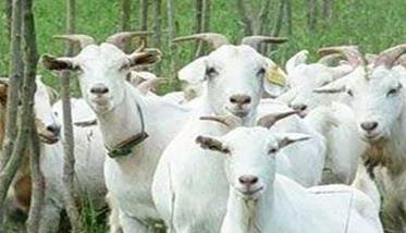 肉羊夏季常见病有哪些，如何防治（肉羊夏季常见病有哪些,如何防治病虫害）