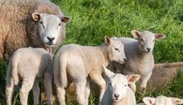 繁殖母羊饲养管理技术要点 繁殖母羊的饲养管理技术要点