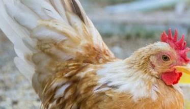 鸡慢性呼吸道病怎样防治 鸡慢性呼吸道疾病