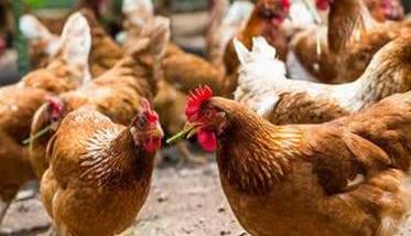 养鸡户如何做好禽流感的防治工作 养鸡户如何做好禽流感的防治工作措施