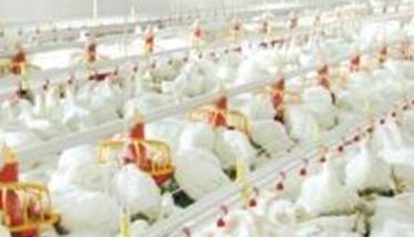 肉鸡养殖如何调整饲料喂量 肉鸡怎样喂才可以省料