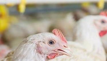 鸡慢性呼吸道疾病防控技术要点 鸡慢性呼吸道疾病防控技术要点包括