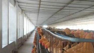 如何提高种鸡场养殖效率的措施（如何提高种鸡场养殖效率的措施和方法）