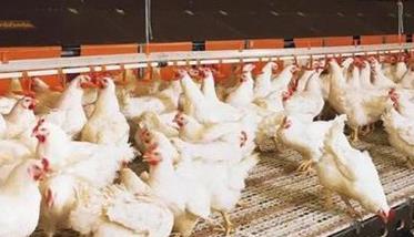 怎样提高肉鸡生产均匀度的方法（怎样提高肉鸡生产均匀度的方法有哪些）