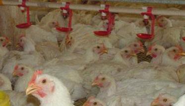 如何科学高效给药防控鸡群疾病 如何科学高效给药防控鸡群疾病的措施