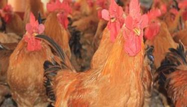 优质黄羽肉鸡的饲养管理技术要点 优质黄羽肉鸡的饲养管理技术要点有哪些