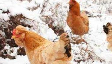 鸡群秋冬季常见疾病症状及治疗分析 冬季鸡常见病的症状及治疗
