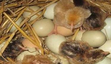 乌鸡蛋孵化温度、湿度是多少 乌鸡蛋孵化温度,湿度是多少度
