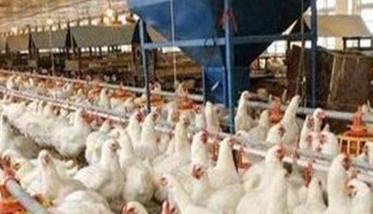 商品肉鸡夏季管理注意事项有哪些 商品肉鸡的生长规律有哪些?