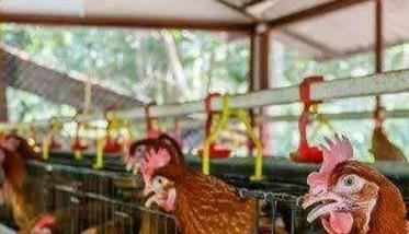 安全养鸡要重视四个理念创新 关于养鸡方面的知识讲解