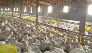 肉鸡养殖怎样正确消毒 养鸡场如何消毒
