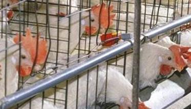 秋季产蛋鸡的饲养管理与疾病预防 秋季产蛋鸡的饲养管理与疾病预防论文