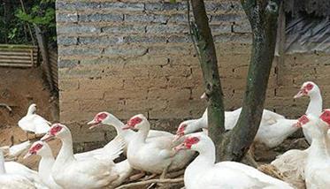 肉用种番鸭怎样进行管理 养殖番鸭需要注意什么