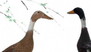 绍兴鸭的外貌特征和生产性能简介 绍兴鸭的特点
