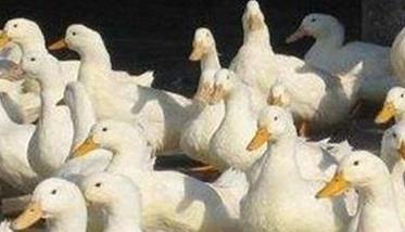 蛋鸭的分群管理和饲养密度管理要求 蛋鸭的养殖密度