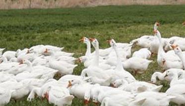 几种节草节粮节约饲料的养鹅方法 几种节草节粮节约饲料的养鹅方法是什么