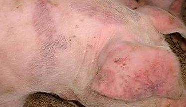 怎样用中草药治疗母猪产科病 产房母猪常见病症及用药