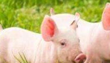 仔猪的生长发育及生理特点 初生仔猪有哪些生理特点