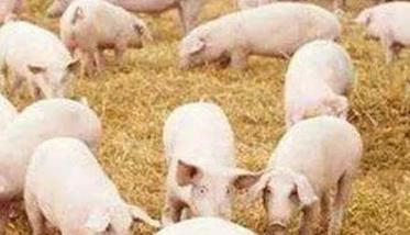 猪崽生长的适宜温度 猪生长最适宜温度