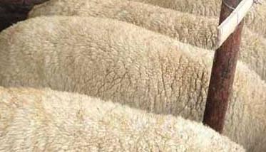 羊喂精料太多会导致酸中毒 羊吃精料过多酸中毒