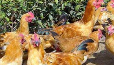 养鸡场影响饲料利用率的因素有哪些 养鸡场影响饲料利用率的因素有哪些呢