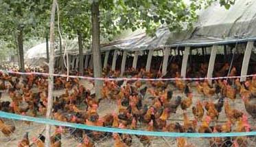 鸡养殖场青年鸡的日常管理方法（鸡养殖场青年鸡的日常管理方法有哪些）