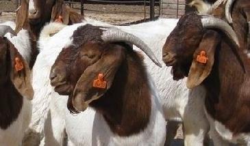波尔山羊养殖对羊舍基本要求（波尔山羊养殖密度）