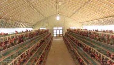 新式养鸡大棚的优势和建造方法 新式养鸡大棚的优势和建造方法有哪些