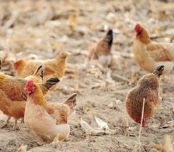 蛋鸡的饲料品质控制及配方调整（蛋鸡的饲料品质控制及配方调整方法）