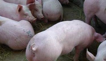 仔猪水肿病的辨别及防治方法 仔猪水肿病的综合防治