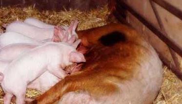 临产前母猪的表现有哪些 母猪临产前有什么表现