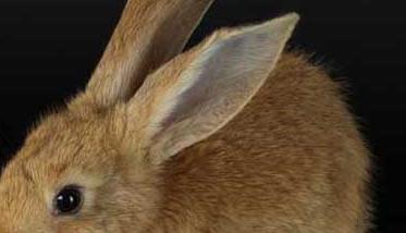 兔子养殖-有关兔子养殖的资料 兔子养殖技术资料