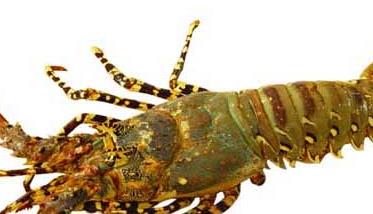 浅谈龙虾虾壳的用途 小龙虾壳的用途