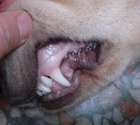 一例犬瘟热的诊断与治疗过程 简述犬瘟热的治疗方案