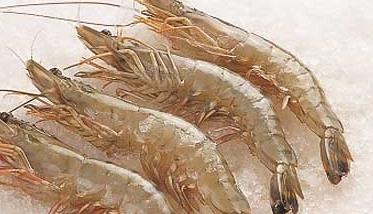 青虾养殖的鱼虾混养技术 虾鱼混养最新技术