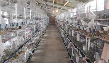 白羽王鸽的养殖管理技术 白羽王鸽子的养殖方法