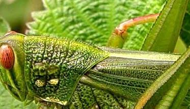 蝗虫的养殖前景 养蝗虫效益好吗