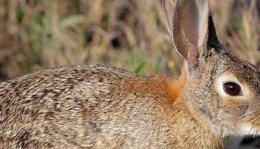 野兔的春季养殖要注意保温防寒 野兔的春季养殖要注意保温防寒吗