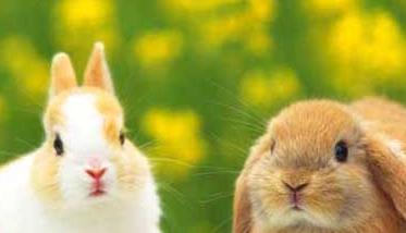 宠物兔养殖有哪些注意事项？ 宠物兔子养殖注意事项
