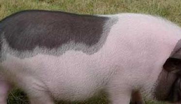 巴马香猪的养殖前景和养殖技术要点 巴马香猪养殖技术要点药技术