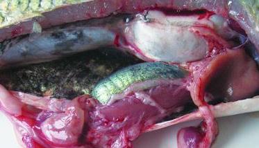 草鱼出血病治疗方法和预防措施 草鱼出血病的治疗方法