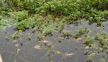 河蟹养殖要注意哪三个方面 河蟹养殖问题