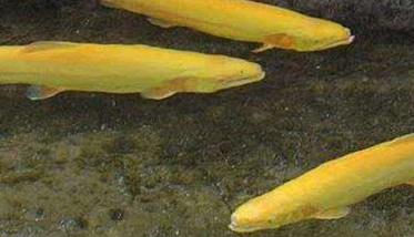 金鳟鱼养殖技术 金鳟鱼养殖条件