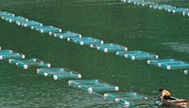 围网怎样养殖河蟹（围网养鱼技术）